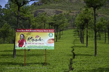 Munnar, Tea Plantations_DSC5851_H600